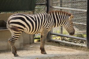 福岡のバルコニーリフォーム事例で成功したアイデアは？